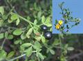 wild jasmine